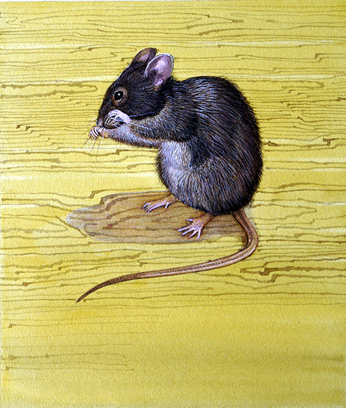 House Mouse (Original) by Kenneth Lilly Art at The Illustration Art Gallery