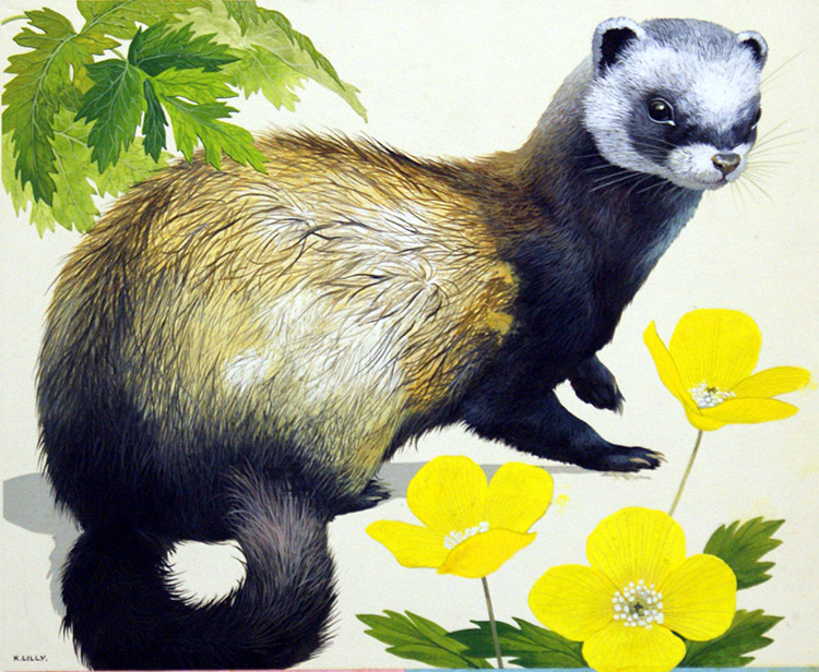 Polecat (Original) (Signed) by Kenneth Lilly Art at The Illustration Art Gallery