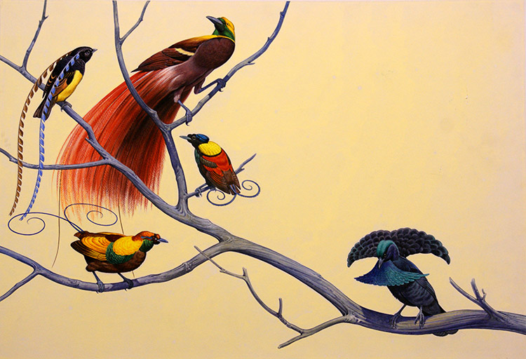 Birds of Paradise (Original) by Bernard Long Art at The Illustration Art Gallery