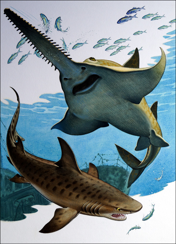 Sawfish and Tiger Shark (Original) by Bernard Long Art at The Illustration Art Gallery