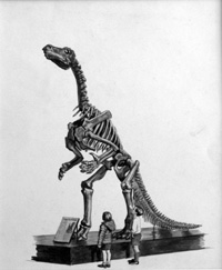 Iguanodon Skeleton (Original)