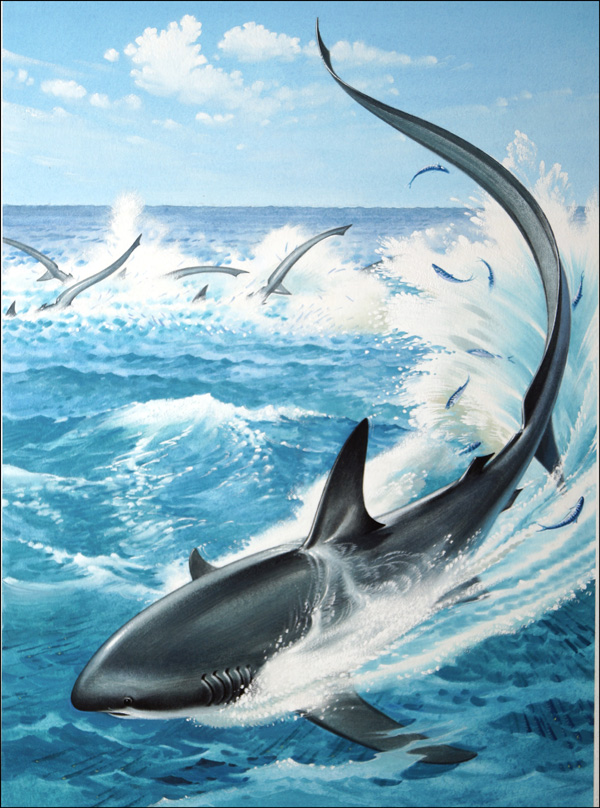 Thresher Sharks Targeting a Dolphin (Original) by Bernard Long Art at The Illustration Art Gallery