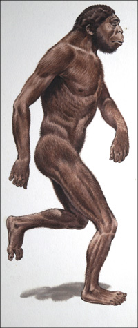 Australopithecus (Original)