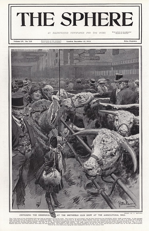 The Smithfield Club Show 1913  (original page The Sphere 1913) (Print) by 1913 (Matania original prints) at The Illustration Art Gallery