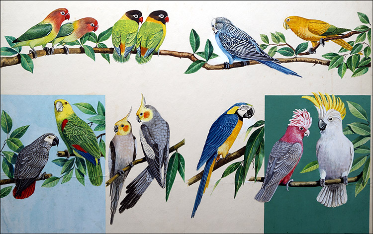 Allsorts of Pretty Parrots (Original) by Ian McIntosh at The Illustration Art Gallery