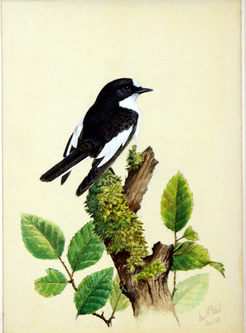 Pied Flycatcher (Original) (Signed) by Ian McIntosh at The Illustration Art Gallery