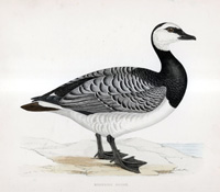 Bernicle Goose - hand coloured lithograph 1891 (Print)
