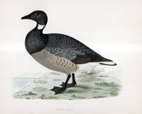 Brent Goose - hand coloured lithograph 1891 (Print)