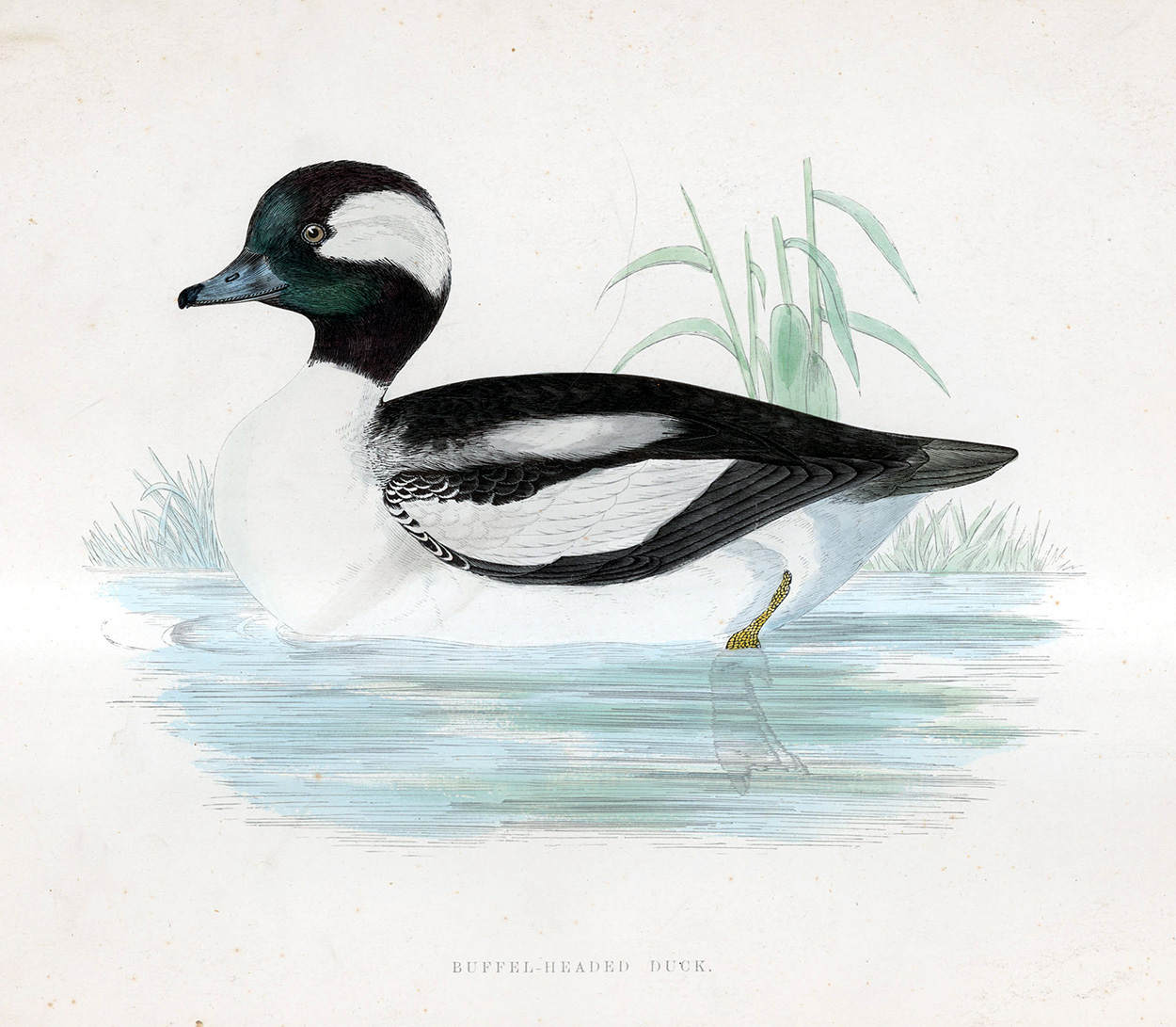 Buffel Headed Duck - hand coloured lithograph 1891 (Print) art by Beverley R Morris Art at The Illustration Art Gallery