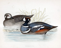 Harlequin Duck - hand coloured lithograph 1891 (Print)
