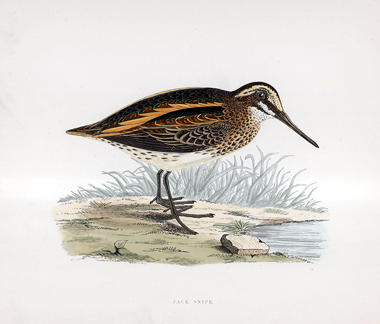 Jack Snipe - hand coloured lithograph 1891 (Print) by Beverley R Morris Art at The Illustration Art Gallery