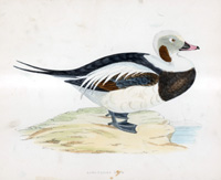 Long Tailed Duck - hand coloured lithograph 1891 (Print)
