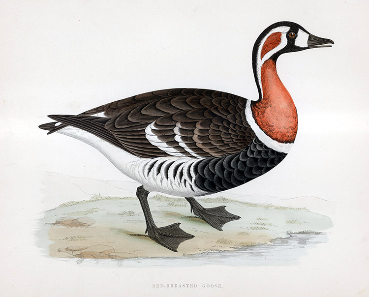 Red Breasted Goose - hand coloured lithograph 1891 (Print) by Beverley R Morris Art at The Illustration Art Gallery
