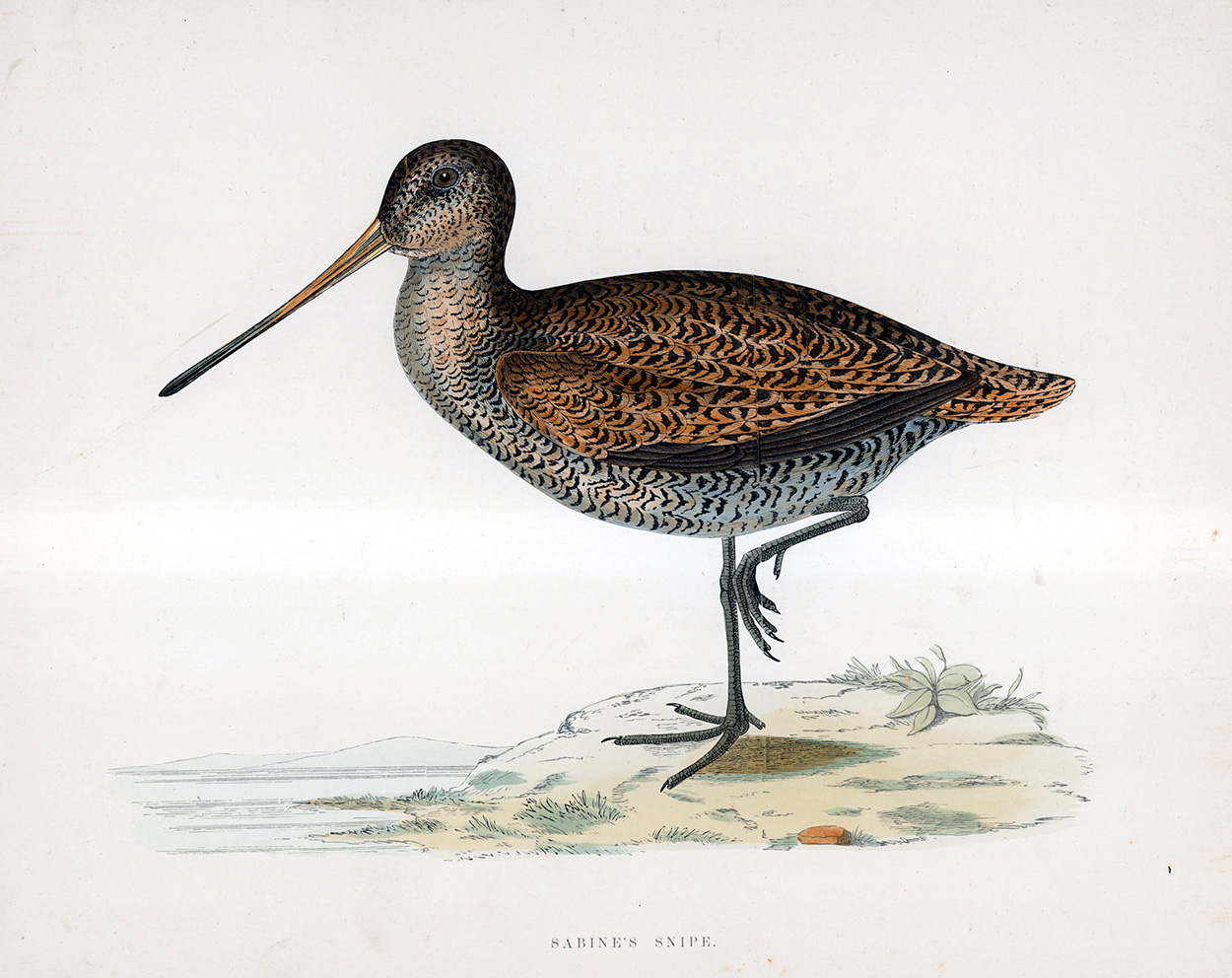 Sabine's Snipe - hand coloured lithograph 1891 (Print) art by Beverley R Morris Art at The Illustration Art Gallery