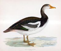 Spur Winged Goose - hand coloured lithograph 1891 (Print)