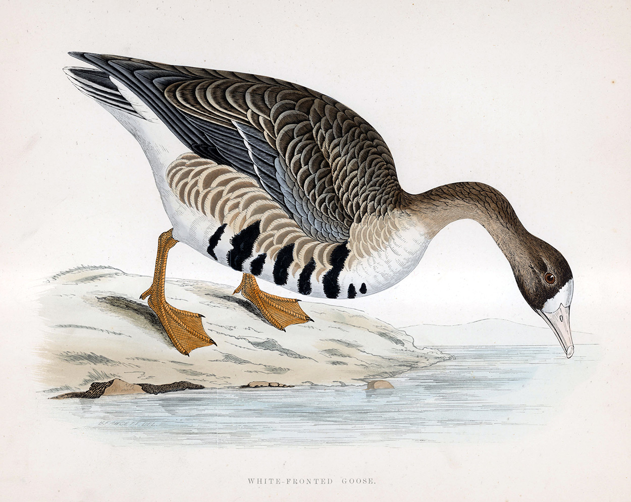 White Fronted Goose - hand coloured lithograph 1891 (Print) art by Beverley R Morris Art at The Illustration Art Gallery