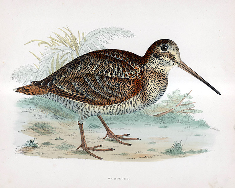Woodcock - hand coloured lithograph 1891 (Print) by Beverley R Morris Art at The Illustration Art Gallery