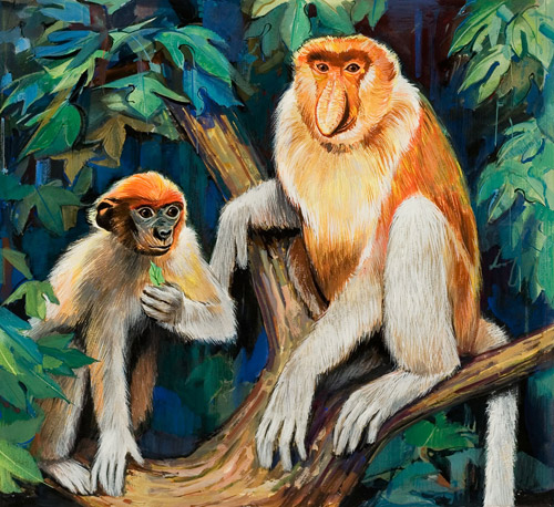 Proboscis Monkey (Original) by David Nockels Art at The Illustration Art Gallery