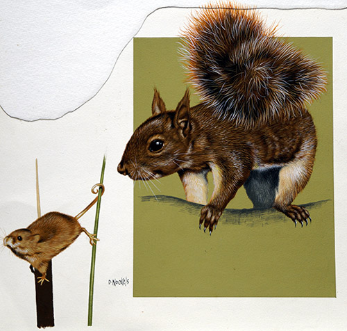 Red Squirrel (Original) (Signed) by David Nockels Art at The Illustration Art Gallery