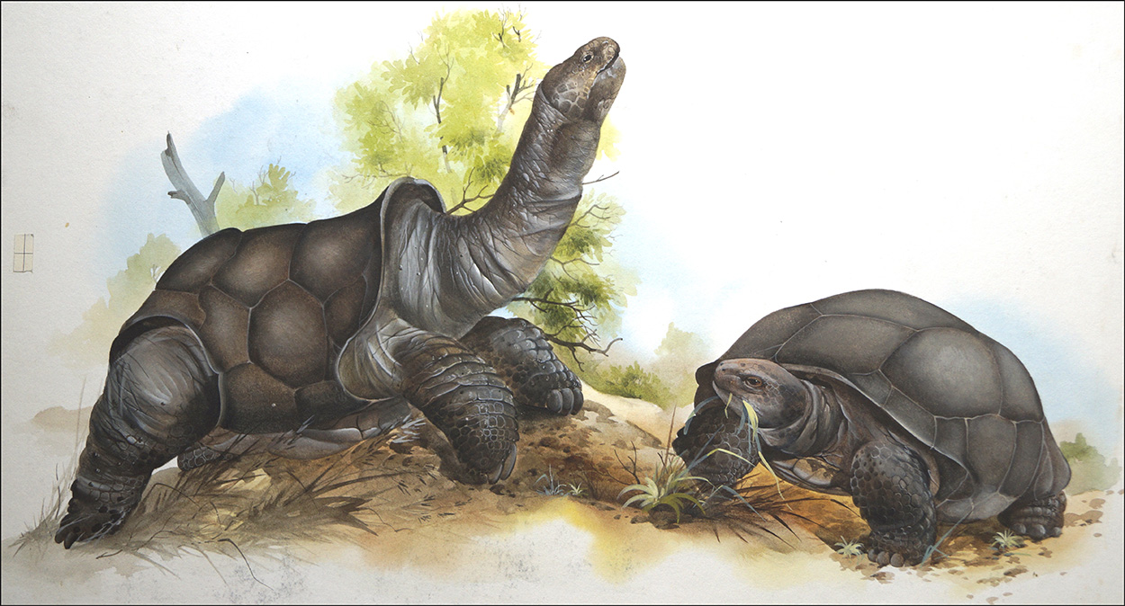 Galpagos Tortoises (Original) art by David Nockels Art at The Illustration Art Gallery