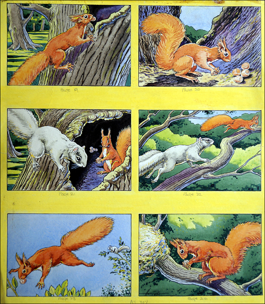 Little Red Squirrel - Competition (Original) (Signed) art by Harry Pettit Art at The Illustration Art Gallery