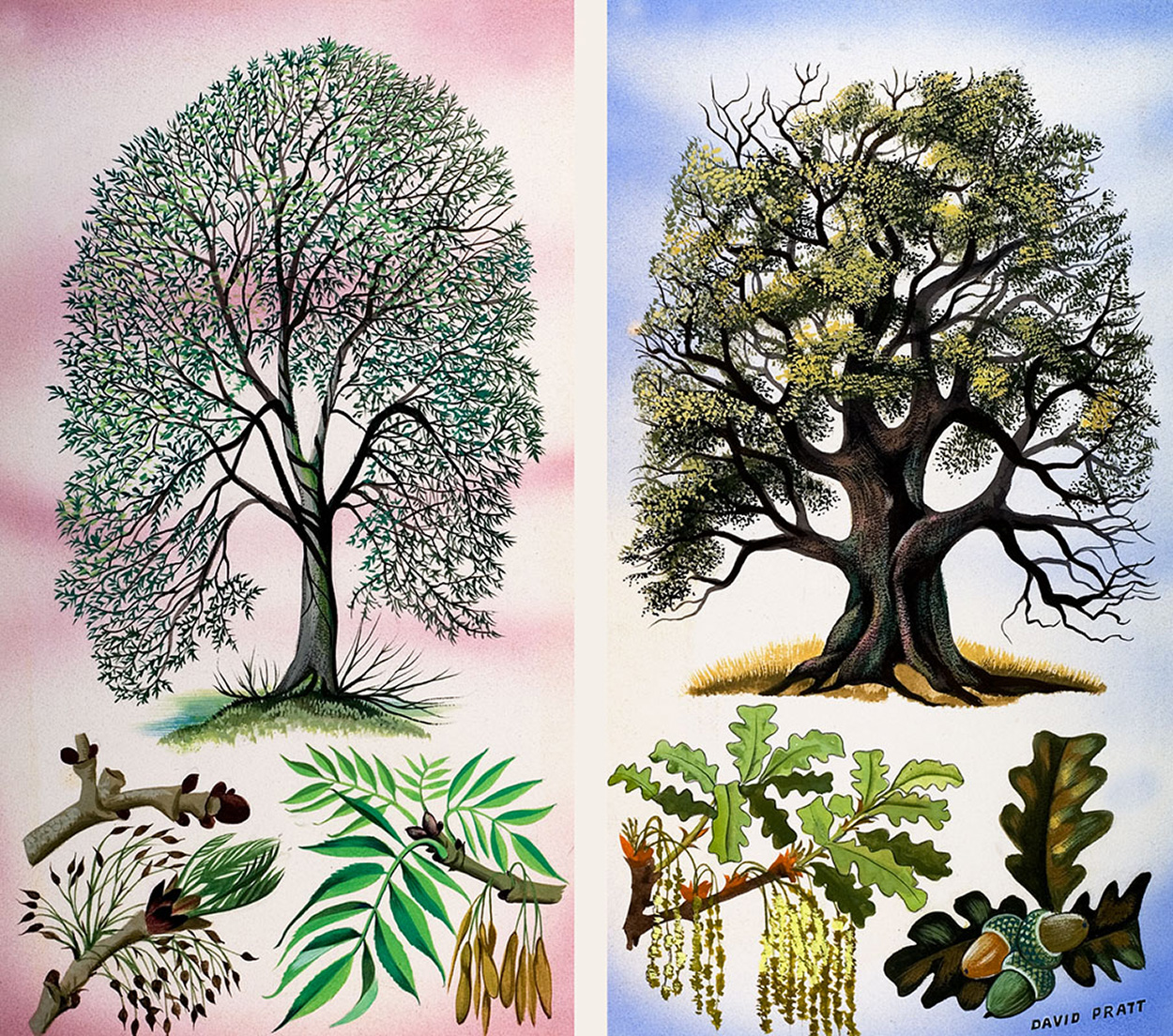 Ash and Oak Trees (Original) (Signed) art by David Pratt Art at The Illustration Art Gallery