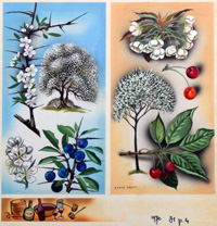 Wild Fruit Trees Blackthorn & Wild Cherry (Original) (Signed)