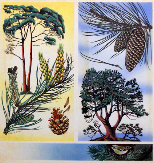 Scots Pine & Maritime Pine (Original) (Signed) by David Pratt Art at The Illustration Art Gallery