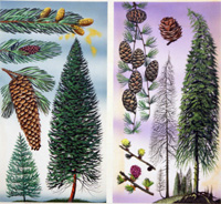 Douglas Fir and Scots Pine (Original)