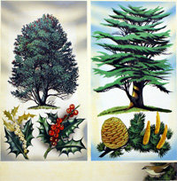 Trees You Can See: Holly Tree and Cedar (Original) (Signed)