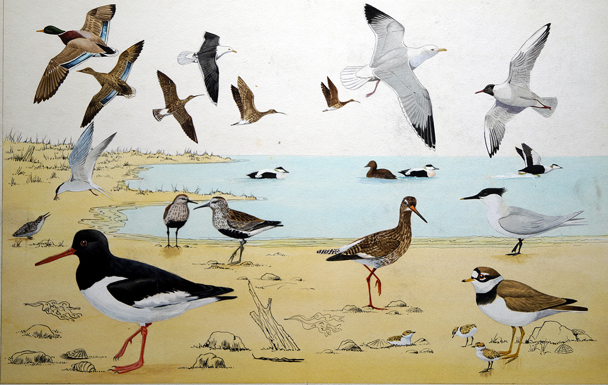 Shore Birds (Original) art by John Rignall at The Illustration Art Gallery