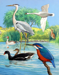 British Water Birds (Original)