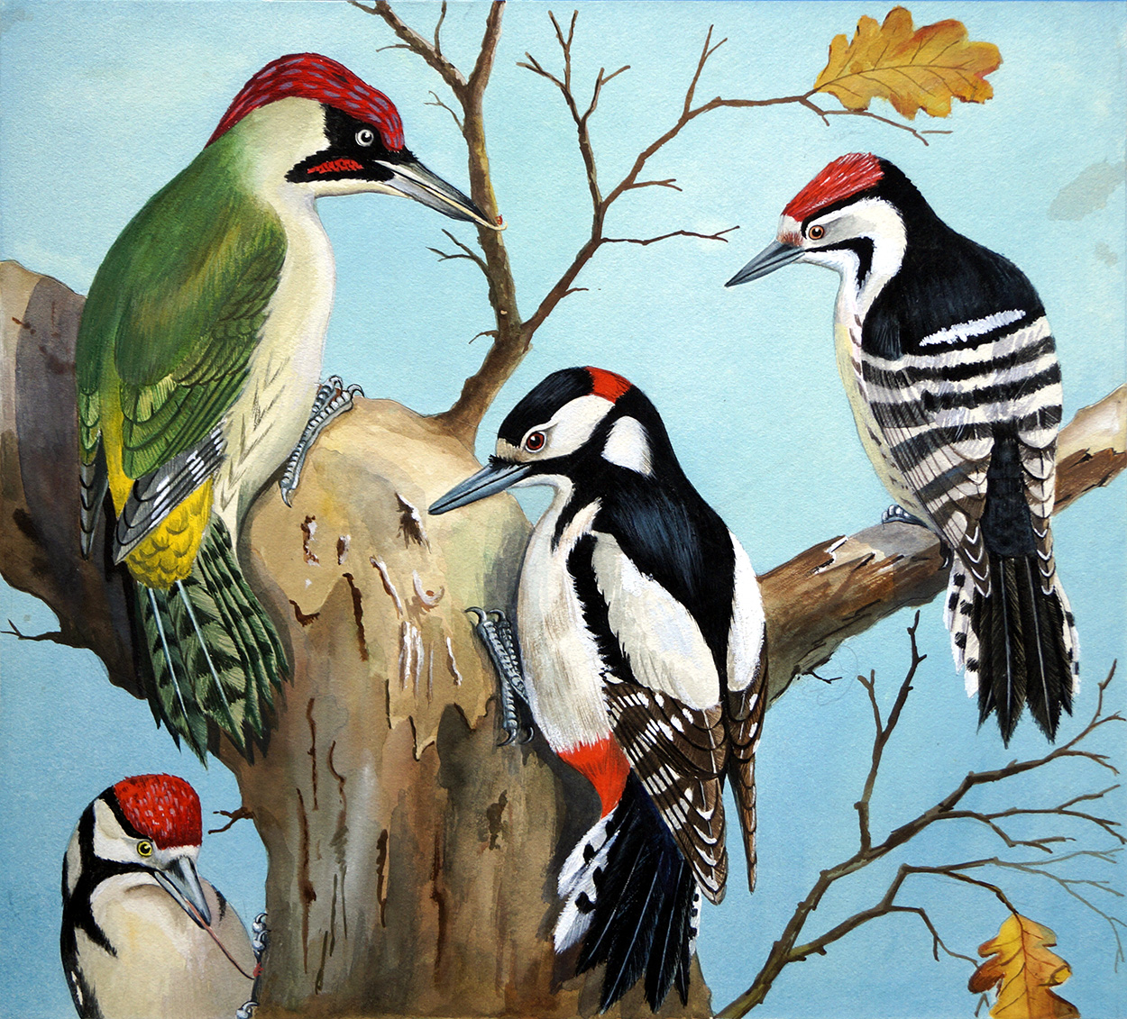 Four Woodpeckers (Original) art by John Rignall at The Illustration Art Gallery