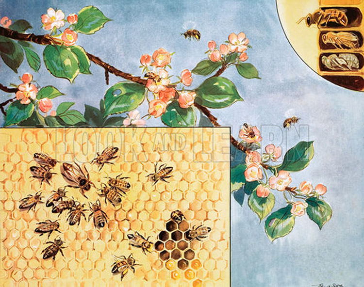 Peggy visits the bees (Original Macmillan Poster) (Print) by Eileen Soper at The Illustration Art Gallery