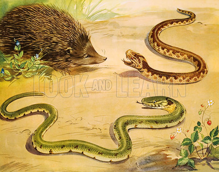 The unhappy grass snake (Original Macmillan Poster) (Print) by Eileen Soper at The Illustration Art Gallery
