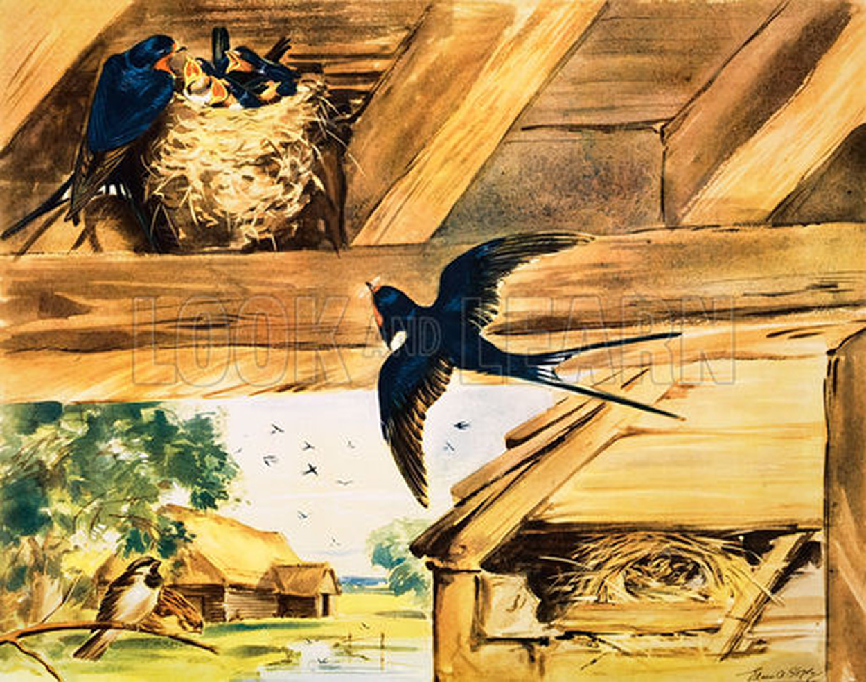 The Swallows in the Barn (Original Macmillan Poster) (Print) art by Eileen Soper at The Illustration Art Gallery