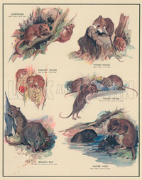 Gnawing Animals (Original Macmillan Poster) (Print)